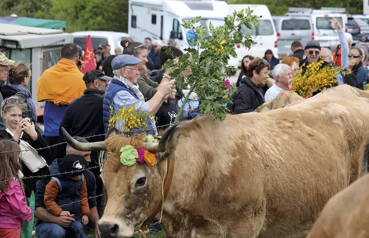 La fête de la transhumance au col de Bonnecombe pour célébrer les Aubrac