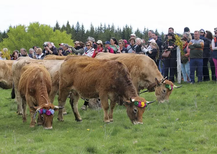 La fête de la transhumance au col de Bonnecombe pour célébrer les Aubrac