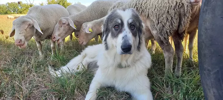 Chien de protection patou dans son troupeau