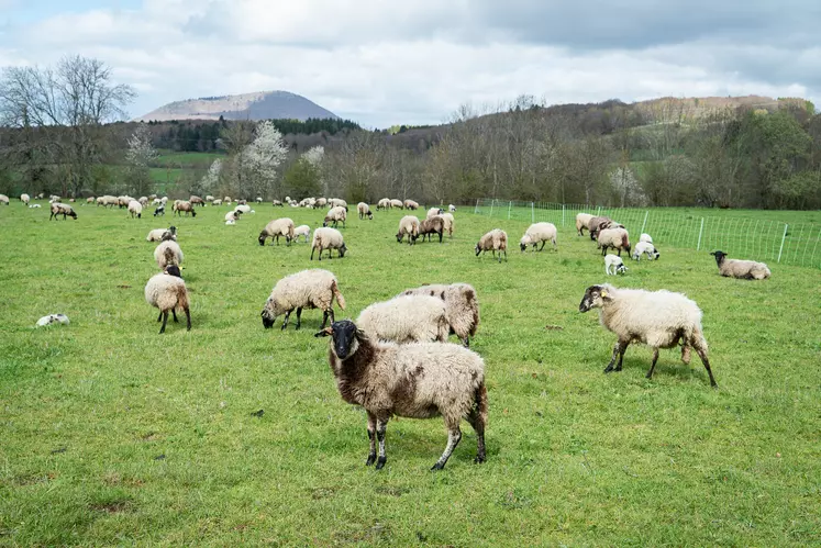 troupeau de mouton chaîne des puys