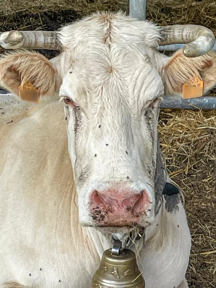 Une vache avec des mouches