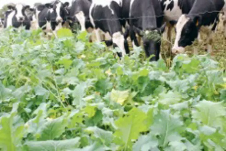 Le colza fourrager + avoine de printemps ou brésilienne est un mélange intéressant pour sa production de matière azotée notamment en pâture.