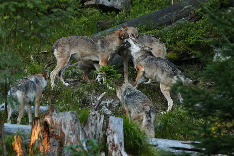 meute de loup dans la forêt