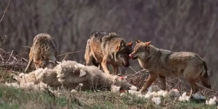 loup dévorant un mouton