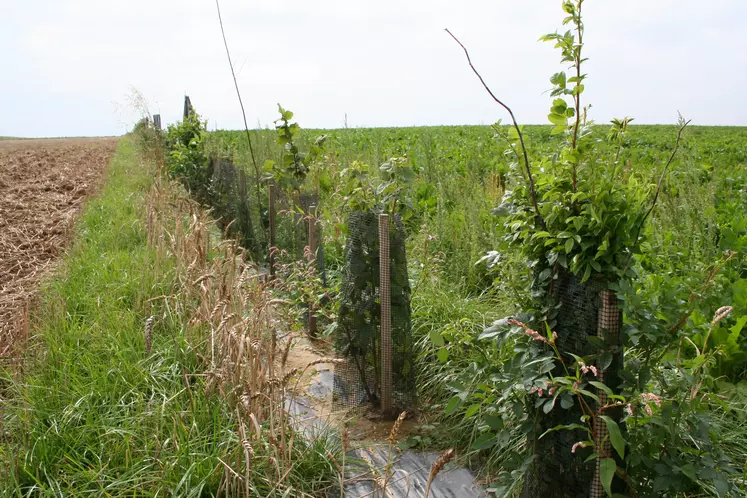 Une haie de jeunes plants d'arbres protégés de grillages et tuteurés