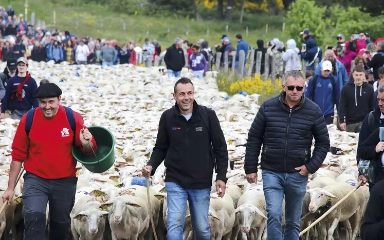 Les brebis transhumantes passent sur le mont Lozère, accompagnées de leurs éleveurs