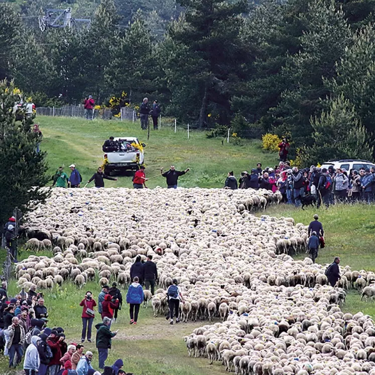 Les brebis transhumantes passent sur le mont Lozère, accompagnées de leurs éleveurs