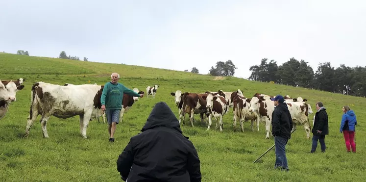 Ramener les vaches à l'étable pour la traite, un vrai boulot