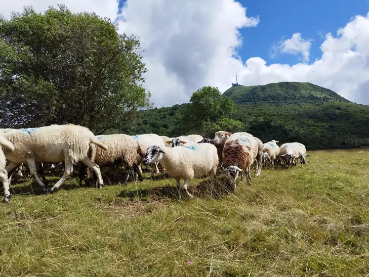 brebis au pied du puy de dôme