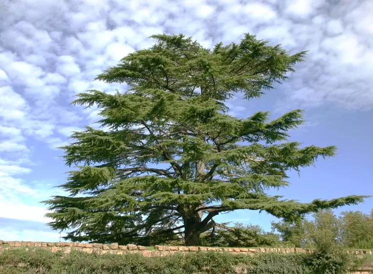 cèdre de l'atlas