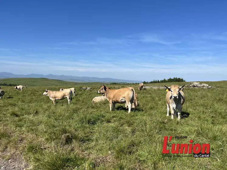 Vaches aubrac dans un pâturage de montagne