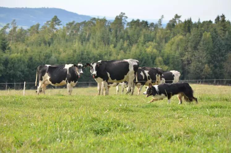 Border collie avec des vaches