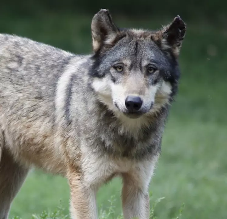 Le combat des éleveurs c'est bien de protéger leurs troupeaux et de faire baisser le nombre d'attaques. 