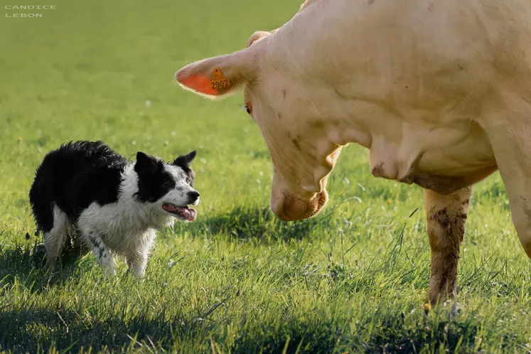 chien border collie avec vache charolaise