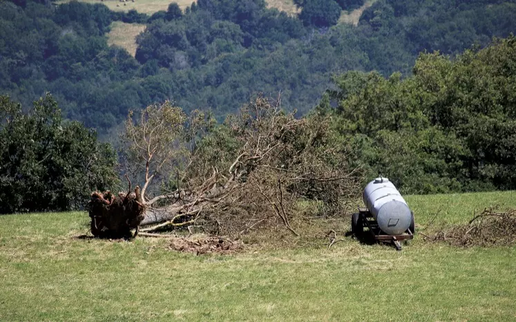 La tempête du 11 juillet a déraciné un arbre centenaire