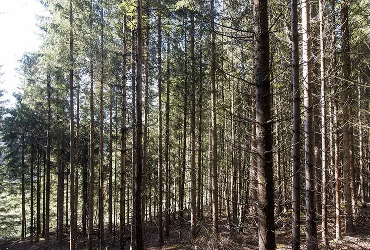 Une forêt de résineux en Lozère