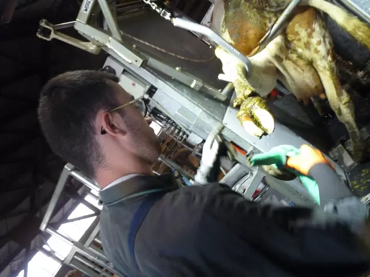 "Pour être pareur il faut être animalier, aimer le contact avec les vaches et surtout avec les éleveurs : Thibaut Roberton.