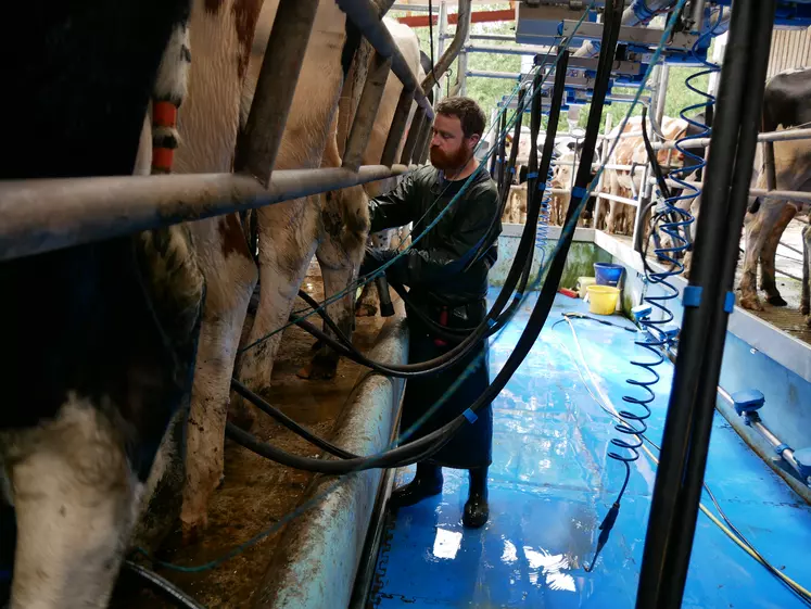 jeune éleveur en train de traire les vaches