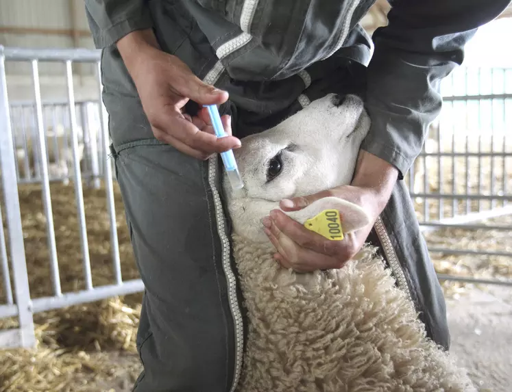 Un mouton se fait vacciner