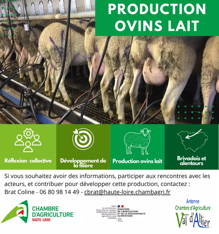 Ovins lait projet de filière sur le Brivadois