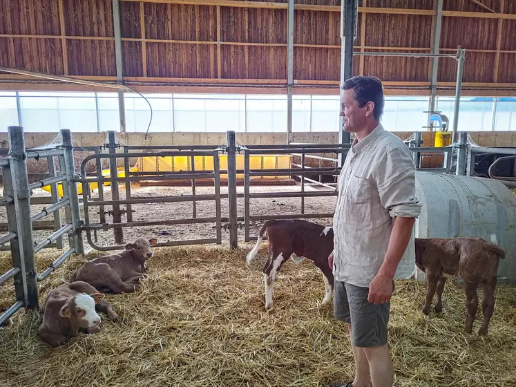 Une homme debout dans une étable avec des veaux