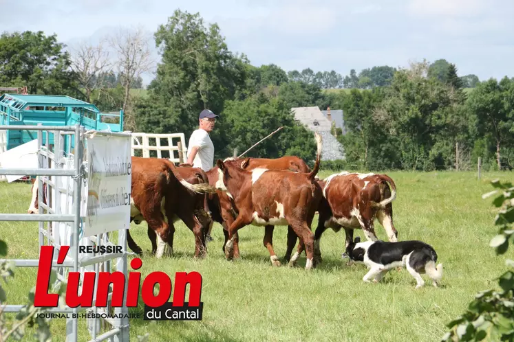 le chien pousse les jeunes vaches 