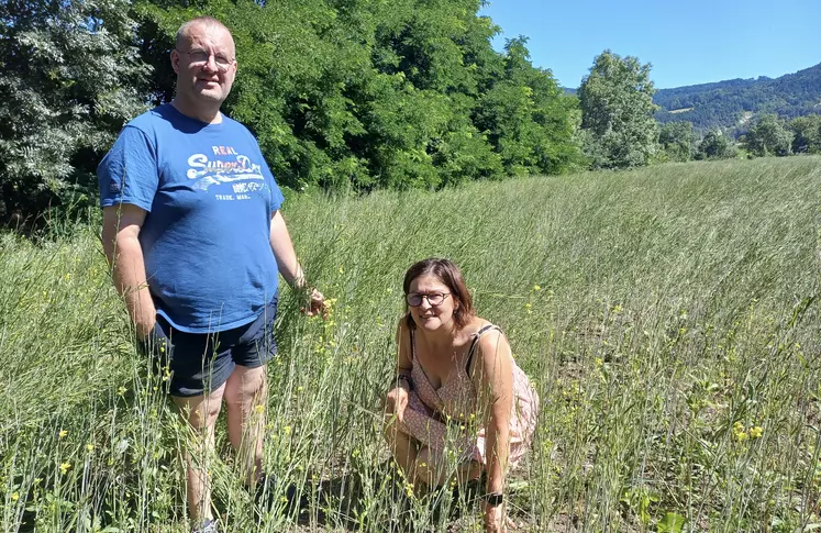 Bruno Nozy et sa femme, Danielle, dans une parcelle de moutarde brune. Cette année, la floraison, qui dure  environ 15 jours, a eu lieu autour du 25 juin.