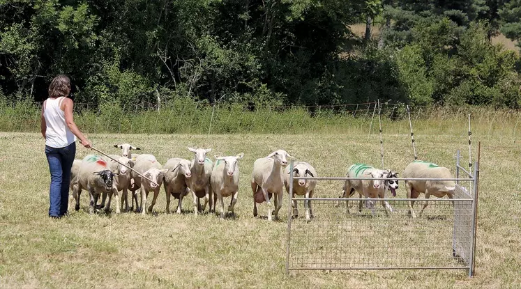 Démonstration de chien de troupeau en action