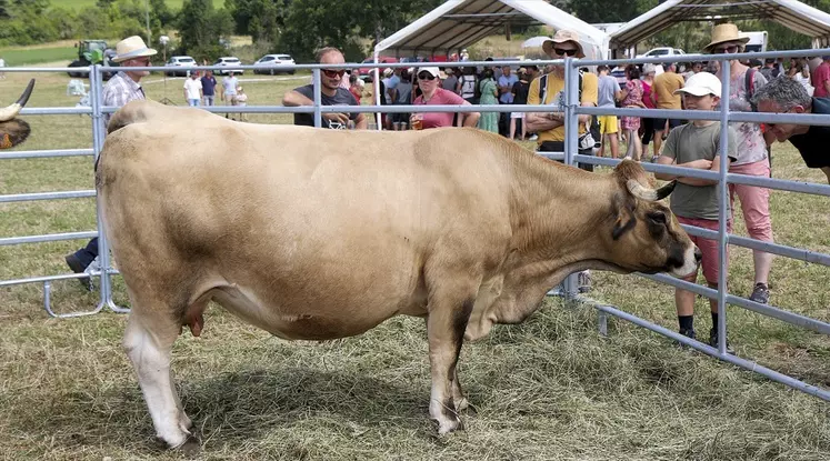 Des Aubrac en exposition