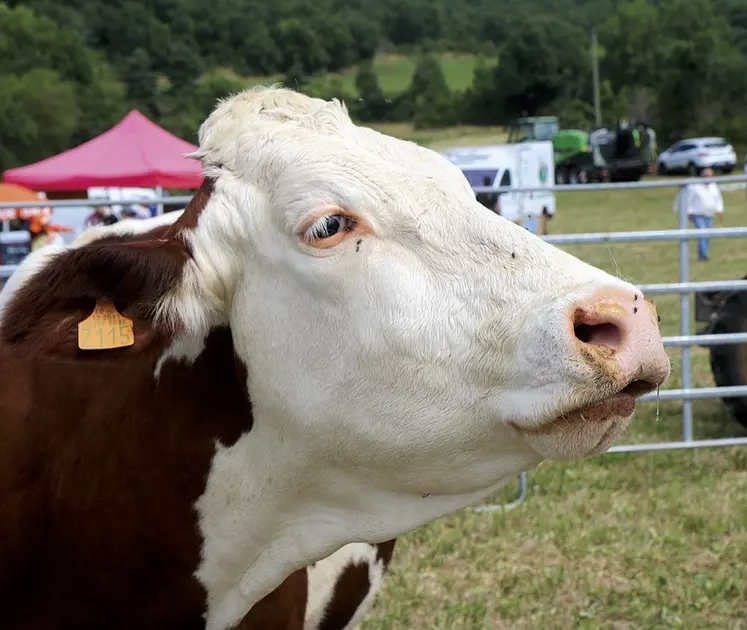 Des vaches laitières en exposition
