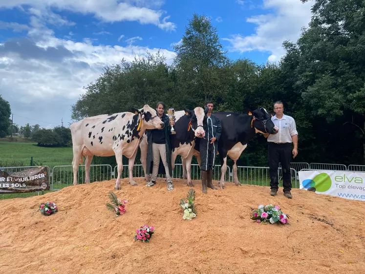 Trois vaches holstein lors d'un concours