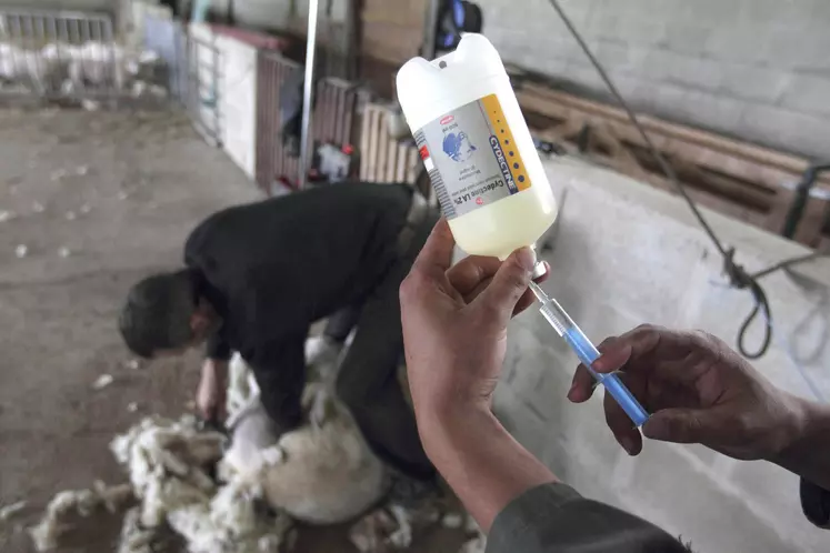 une seringue charger avec un liquide avec un mouton en train d'être tondu en arrière-plan