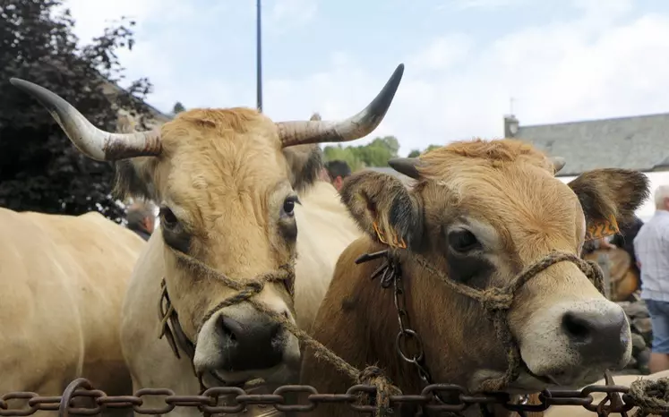 La fête de l'Aubrac à Nasbinals