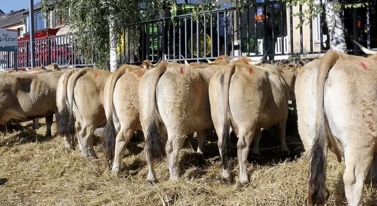 Le comice de Grandrieu ce week-end