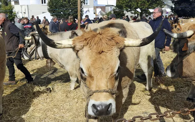 Le départemental Aubrac à Nasbinals