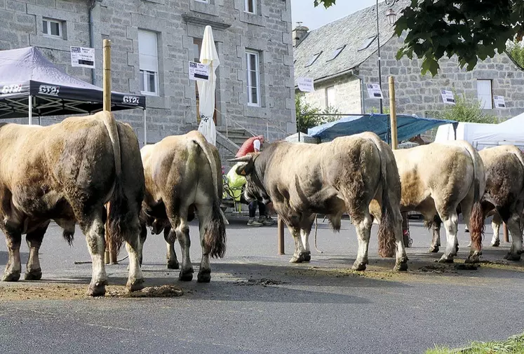 La fête de l'Aubrac à Nasbinals