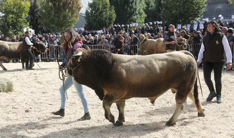 Le départemental Aubrac à Nasbinals