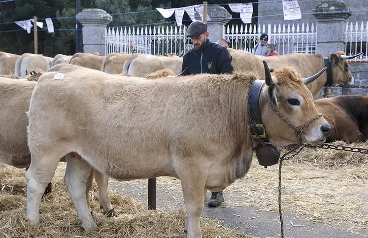 Le départemental Aubrac à Nasbinals