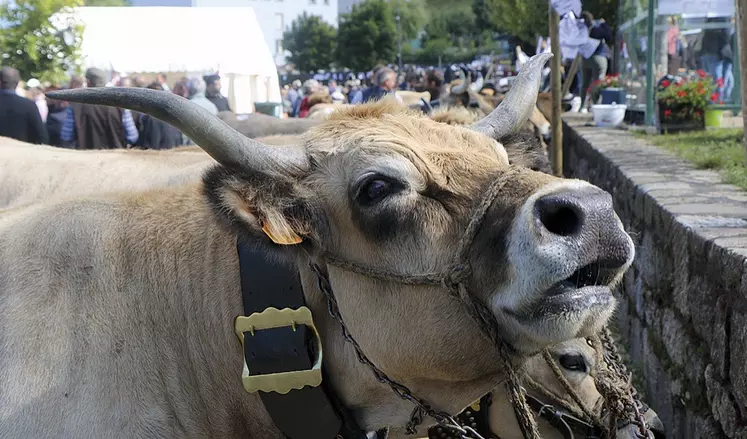 Le départemental Aubrac à Nasbinals