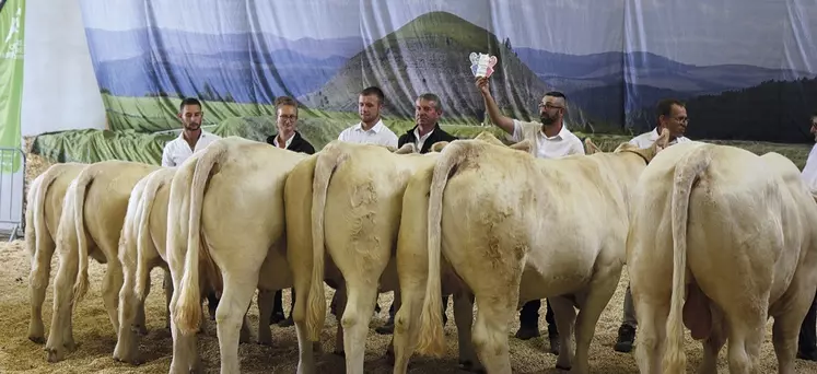 Le concours Qualiviande qui a eu lieu à la grande halle d'Aumont-Aubrac