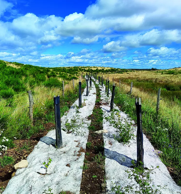 Une plantation de haies