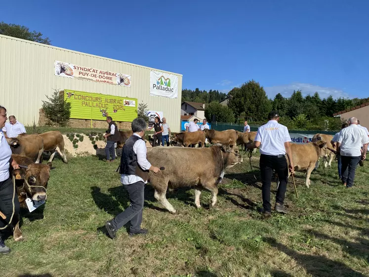 des bovins Aubrac défilent sur un ring avec leur éleveur