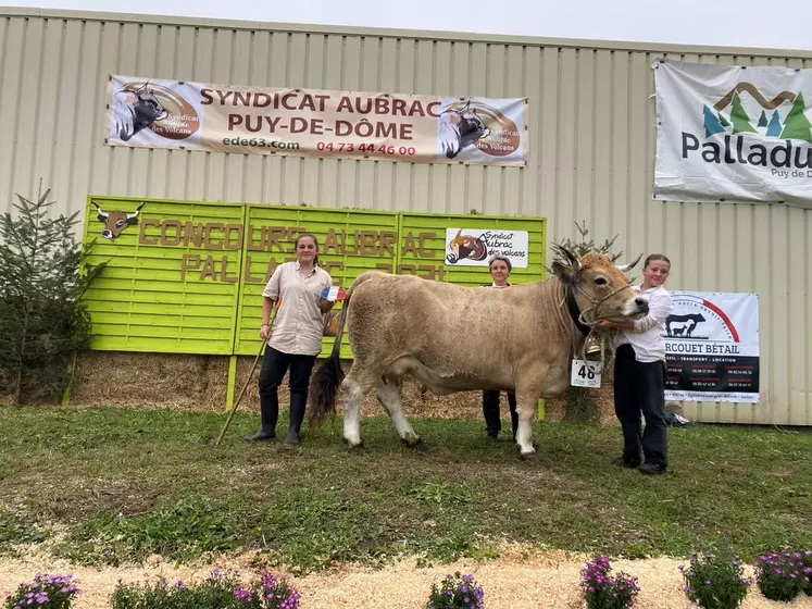 vache Aubrac présentée sur un podium