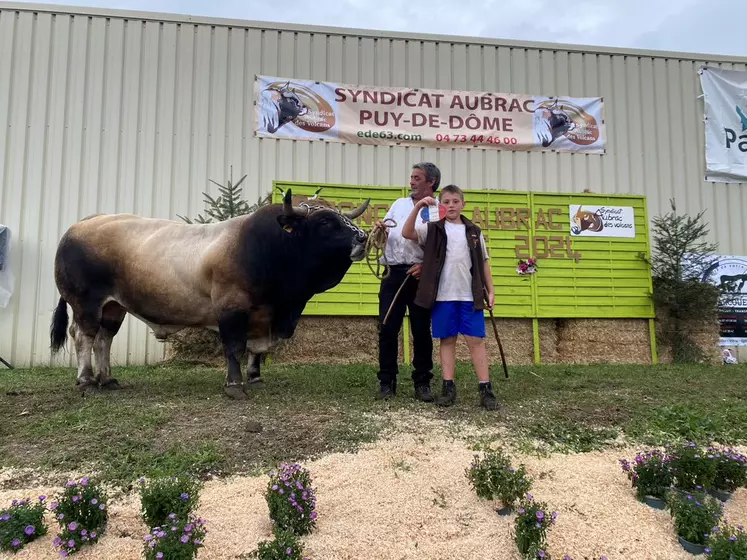 Taureau Aubrac présenté sur un podium