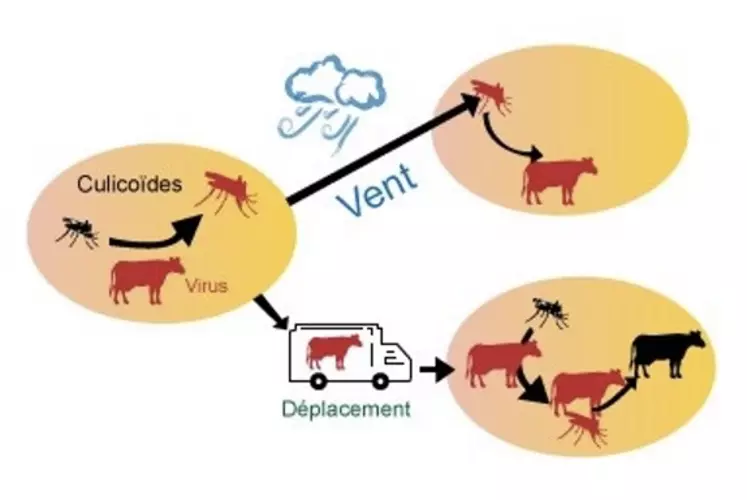 Diffusion des maladies vectorielles liées aux culicoïdes.