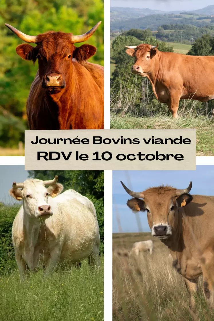 Ne manquez pas la journée dédiée aux bovins viande le 10 octobre prochain.