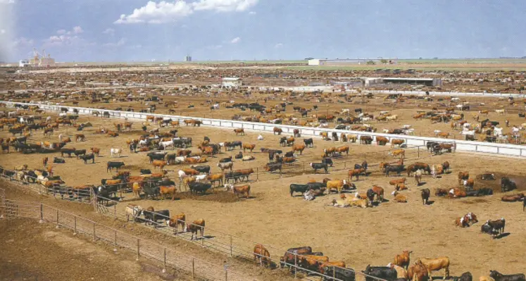 Image d'archive d'un élevage bovin "feedlot" au Brésil.