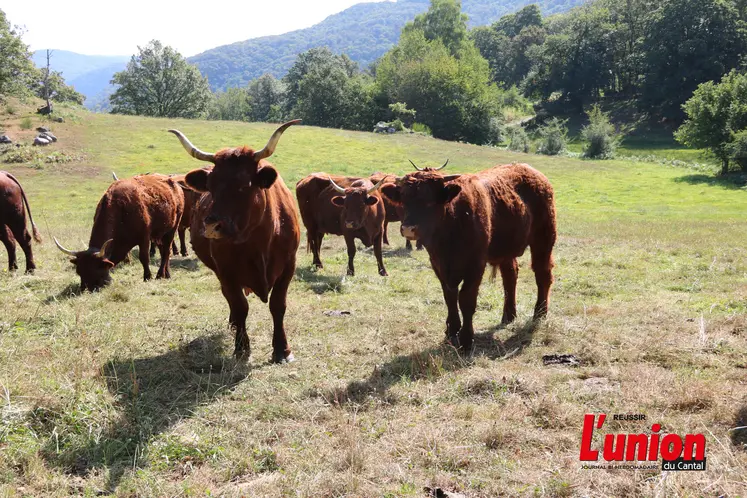 Vaches salers dans un pré debout