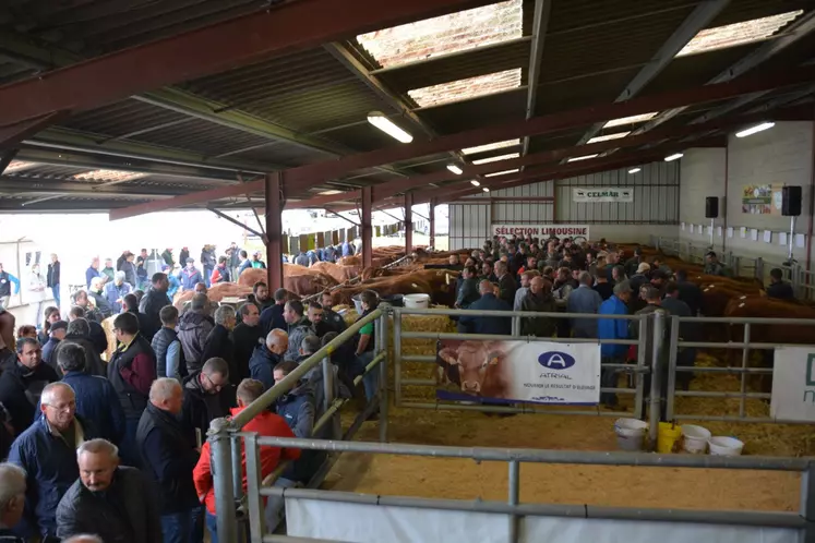 Les acheteurs potentiels observent les animaux exposés.