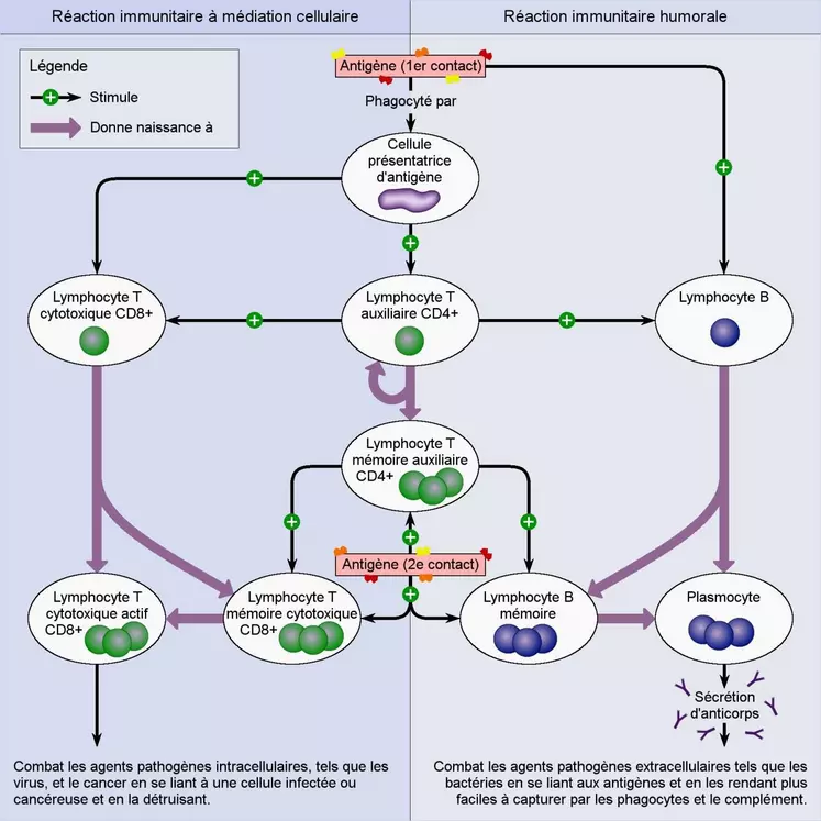 diagramme du fonctionnement du système immunitaire